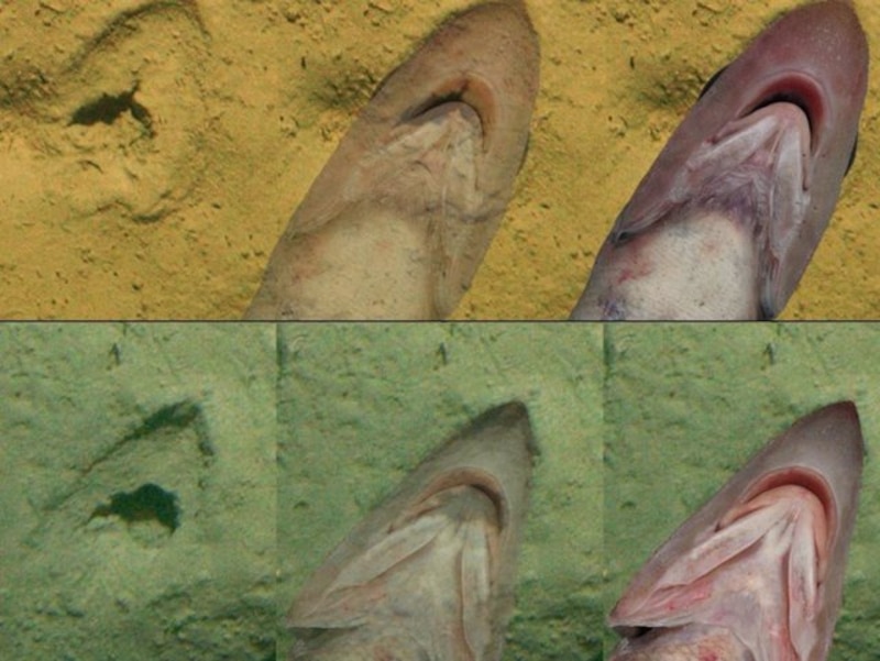 Tiburón fantasma