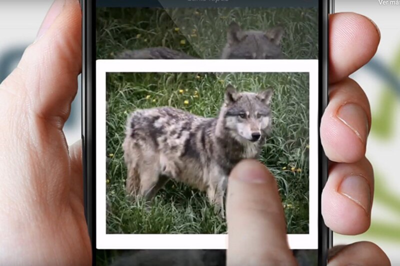 Un lobo salvaje en su hábitat natural