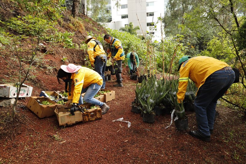 Voluntarios plantando árboles en un parque