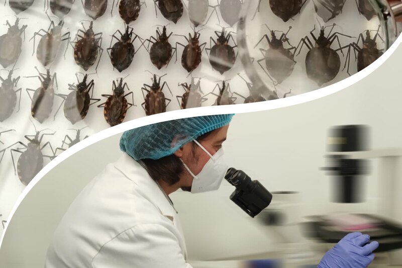 Investigadores buscan cura para enfermedad de Lyme