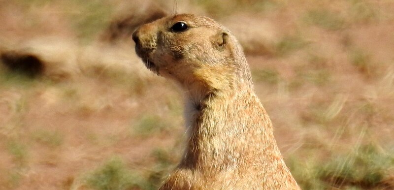 Una imagen de una ardilla listada en el desierto