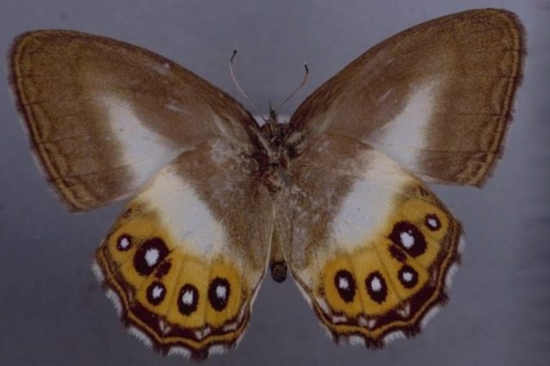 Mariposa marrón y blanca