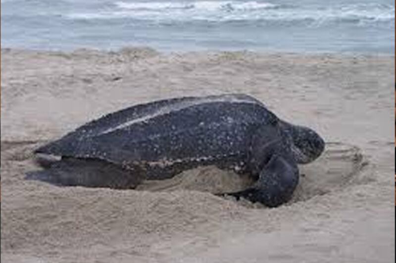 Tortuga marina gigante en la playa
