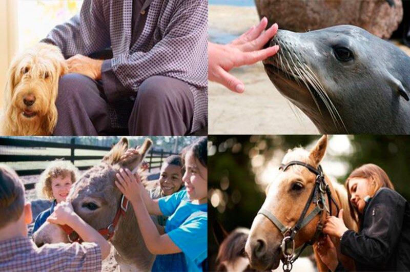 Interactuando con animales