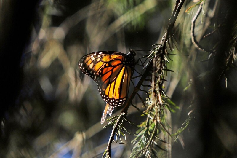 Mariposa monarca en una rama