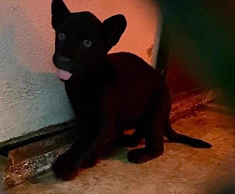 ¿Qué es un jaguar negro?