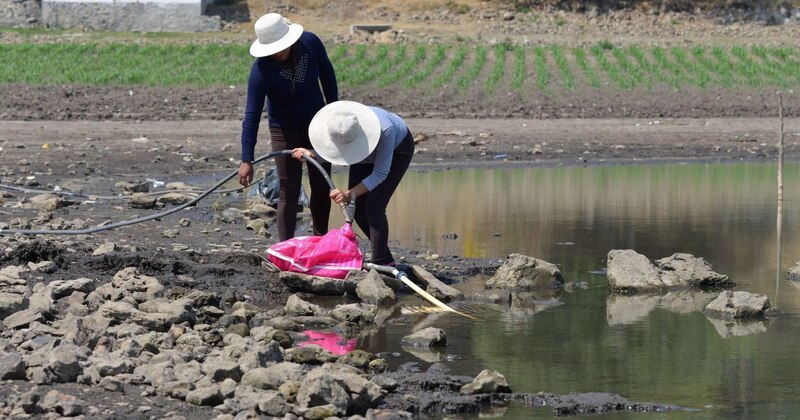 Mujeres trabajando en el campo