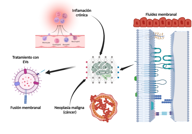 Inflamación crónica