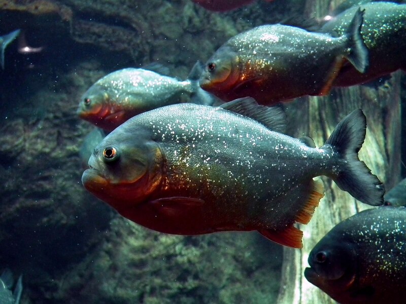 Peces piraña en el Amazonas