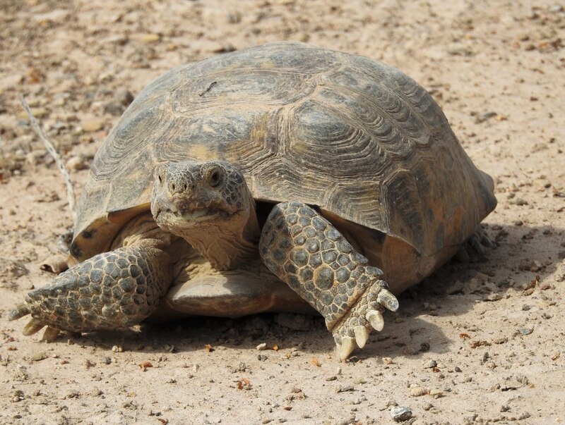 La tortuga del desierto