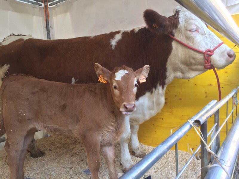Vaca y ternero en una feria de ganado