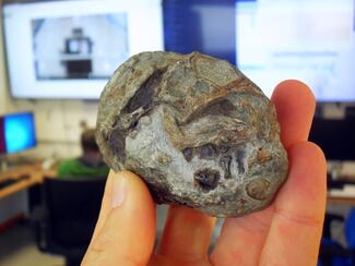 Descubren por primera vez un huevo de un antepasado de los mamíferos; data de hace 250 millones de años