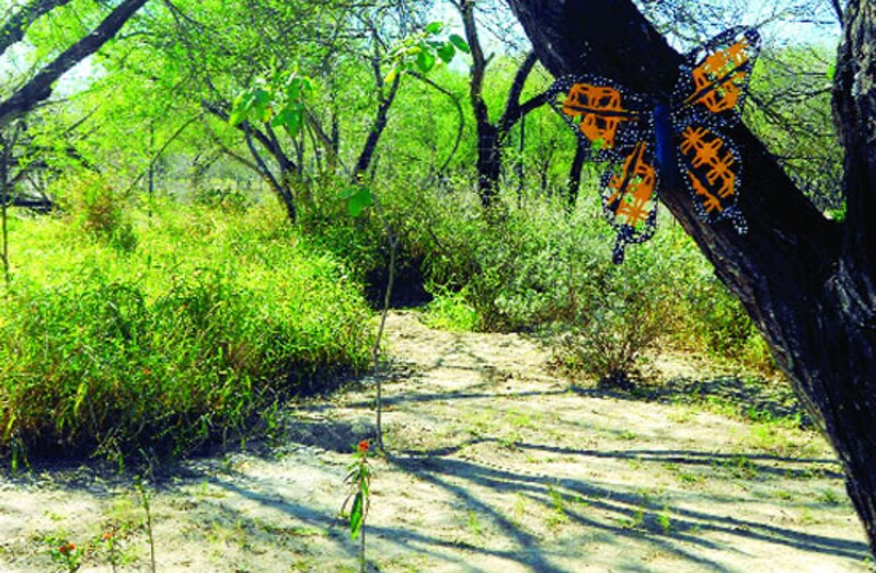 Mariposa monarca en un jardín