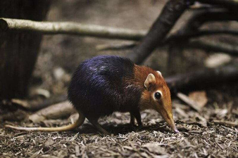 El extraño animal que parece una mezcla de oso hormiguero y conejo