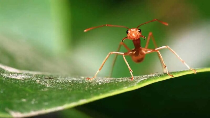 Hormiga roja sobre una hoja verde