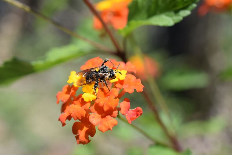 Abeja en flor de lantana