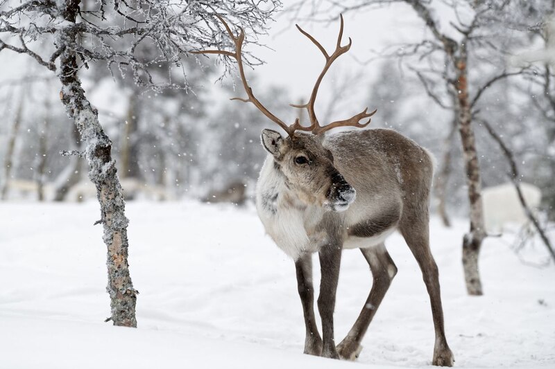 Reno en la nieve