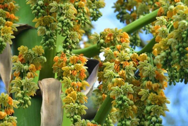 La flor de la palma real