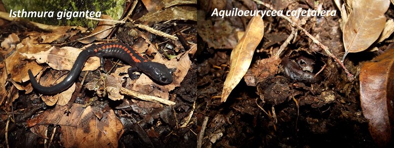 Istmurana gigantea y Aquilouryea cafetalera, dos especies de salamandras costarricenses