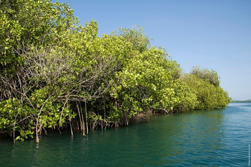 Manglares en la costa de Colombia