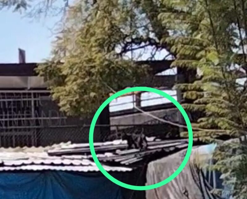 Rescatan a un gato atrapado en lo alto de un edificio en llamas