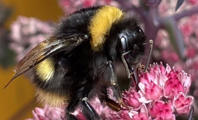 Abeja tomando néctar de una flor