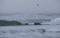 Semarnat desactiva alerta de tsunami tras terremoto en Rusia