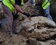 Hallan restos de una tortuga de más de 15 millones de años, en Madrid