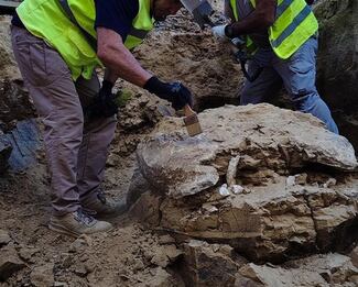 Hallan restos de una tortuga de más de 15 millones de años, en Madrid