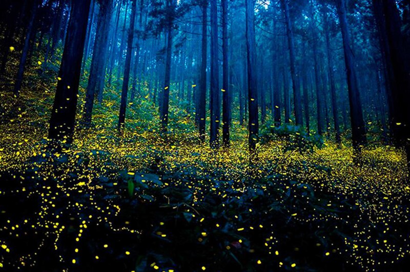 Luciérnagas en el bosque