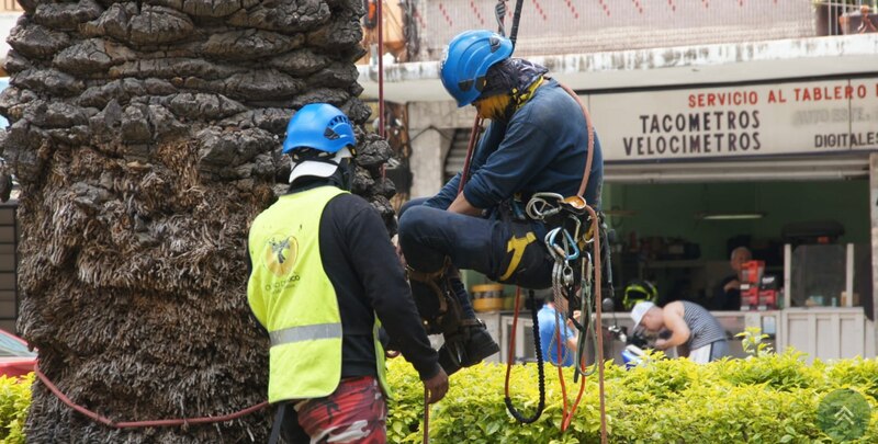 Dos hombres podando una palmera