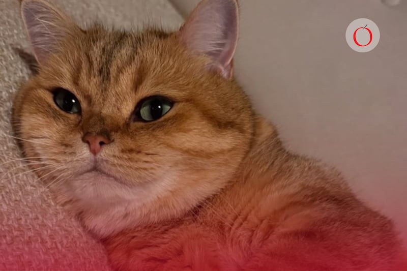 Existen tres días para conmemorar a los felinos miniatura y el primero del año es este 20 de febrero.