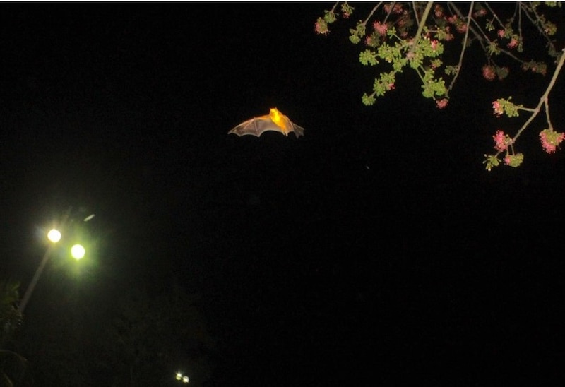 Murciélago volando sobre un árbol en la noche