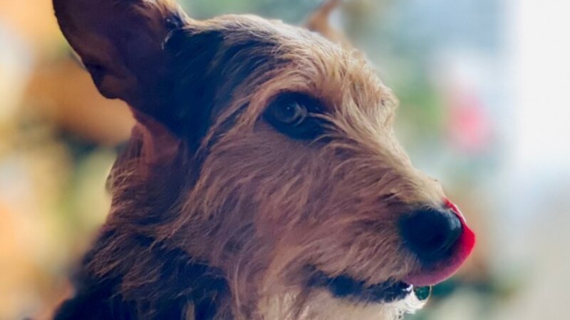 Perro con la lengua fuera