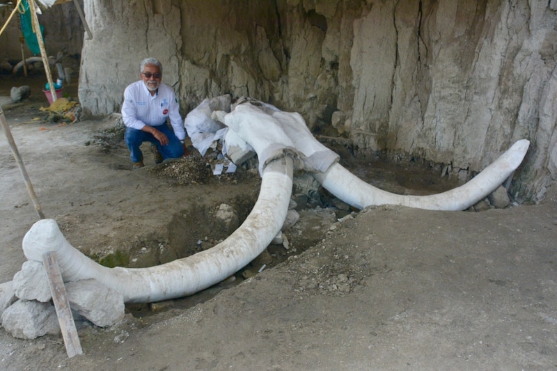 Descubren en Puebla fósiles de mamut de más de 10 mil años de antigüedad