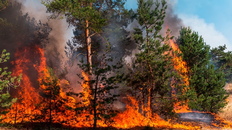 Incendios forestales