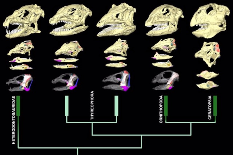 Evolución de los dinosaurios