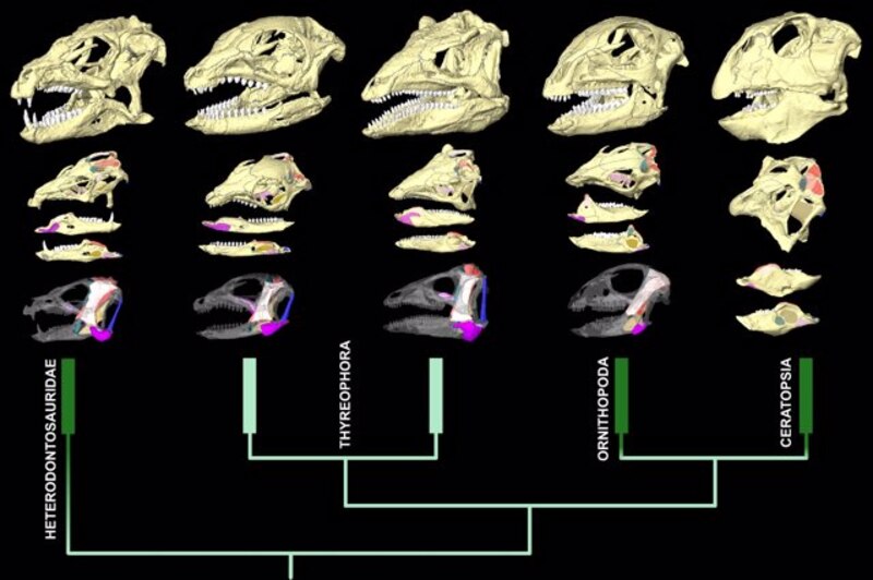 Evolución de los dinosaurios