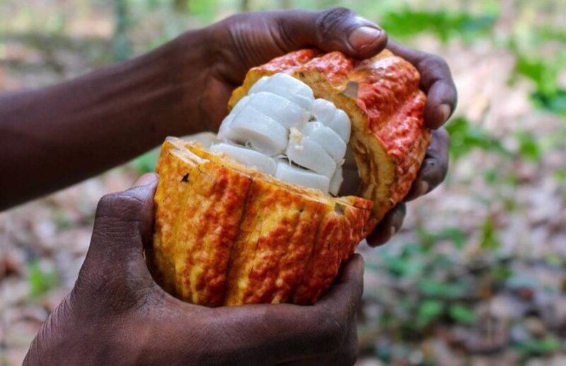 El fruto del cacao