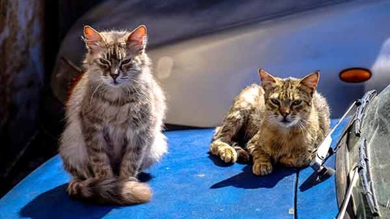 Dos gatos en un coche azul