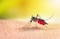 Alerta epidemiológica: Resurge la fiebre amarilla en Sudamérica; emiten recomendaciones para viajeros y población general