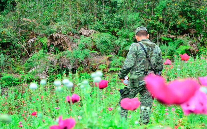 Título: Soldado en un campo de amapolas