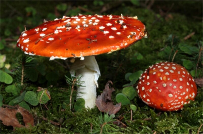 Amanita muscaria, la seta venenosa más famosa del mundo
