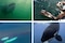 Las ballenas asesinas también ofrecen comida a los humanos