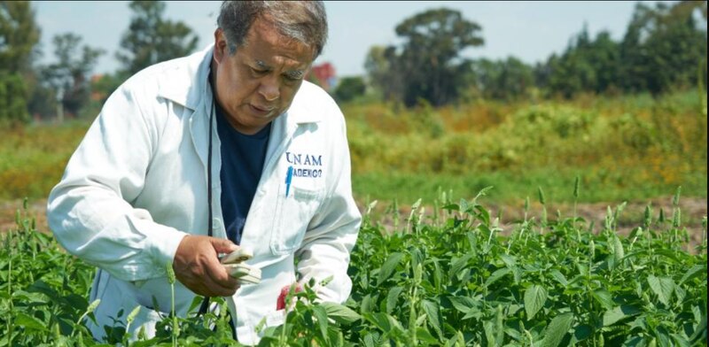 Científico mexicano desarrolla nueva variedad de planta resistente a la sequía