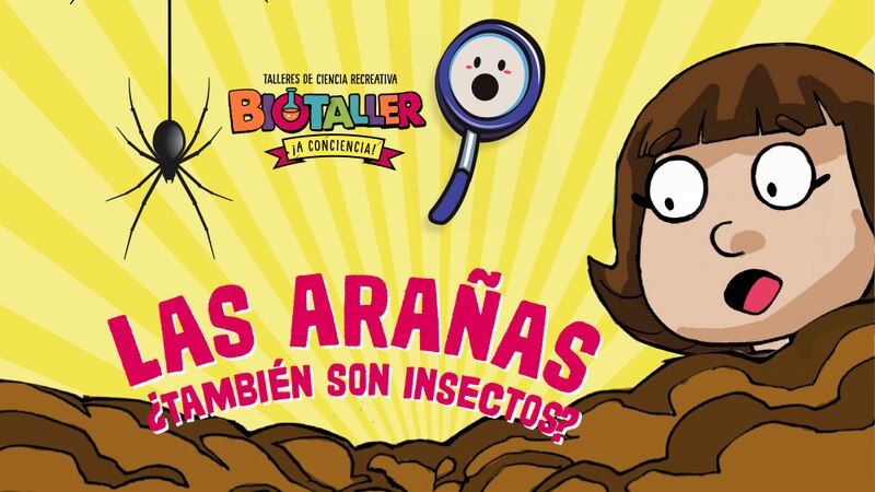 ¿Las arañas también son insectos?
