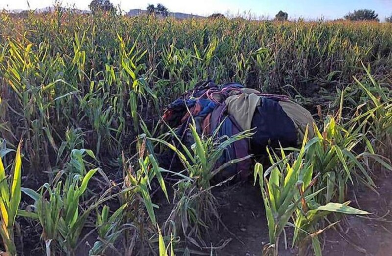 Paracaídas en un campo de maíz