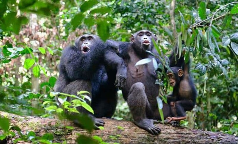 Chimpancés en la selva