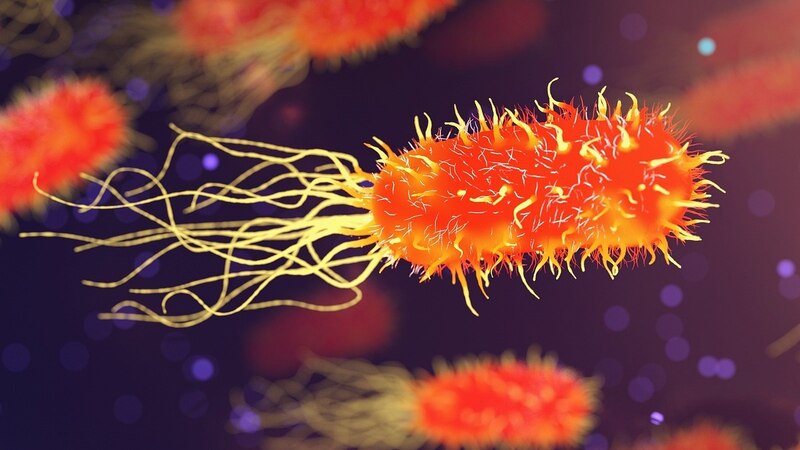 Bacterias