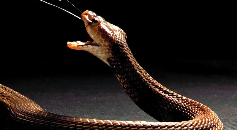 Serpiente cascabel